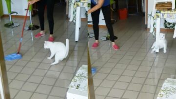 Cat-Takes-a-Slippery-Slide-Hilarious-Feline-Fails-on-Wet.jpg