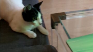 Cats-Epic-Exit-Totally-Unimpressed-by-Viral-Spinning-Trend.jpg