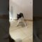 Cat’s Hilarious Plastic Bag Stomp Dance! | Adorable