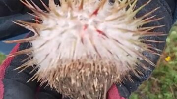Chestnut-Catastrophe-Cyclists-Hilarious-Encounter-on-Two-Wheels-Try.jpg