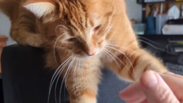 Clumsy-Cats-Hilarious-Battle-with-His-Paw-Dipping-Addiction-Try.jpg