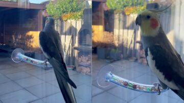 Cockatiels-Adorable-Morning-Serenade-Sunday-Kickoff-Super-Cute.jpg