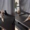 Cockatiel’s adorable reflection singing show | Super Cute