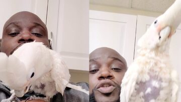Cockatoo-dances-to-beatbox-Super-Cute.jpg