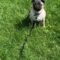 Confident Pug runs confidently in the wrong direction! | Adorable