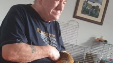 Dads-Gentle-Petting-Turns-Into-a-Guinea-Pig-Grinchnapping.jpg