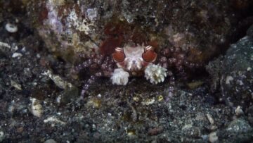 Dazzling-Pom-Pom-Boxer-Crab-Dances-with-Sea-Anemones-Stealing-Hearts.jpg