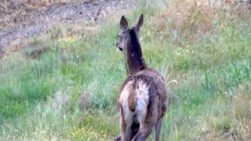 Doe-and-baby-fawns-adorable-stroll-in-open-field.jpg