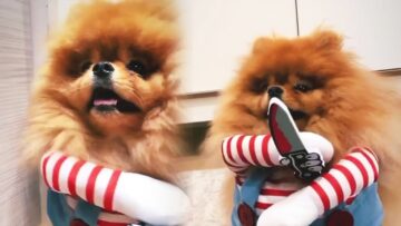 Dog-Channels-Inner-Chucky-for-Halloween-Adorable.jpg