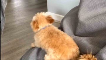 Dogs-Heartwarming-Welcome-Home-Happy-Dance-Super-Cute.jpg