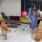 Dog’s Love for His Pregnant Mom Sparks Jealousy: A Heartwarming Tale of Furry Love | Heartsome