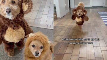 Dogs-as-Teddy-Bear-Lion-for-Halloween-Adorable.jpg
