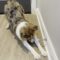 Door Stopper Fun | Adorable Dog Playing