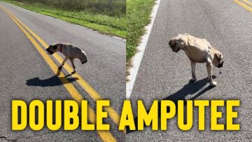 Double-Amputee-Dogs-Joyful-Morning-Walk-Inspiring-Love-and-Resilience.jpg