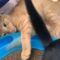 Dramatic cat gives up hope with paw stuck in toy | Adorable