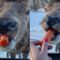 Elk’s Hilarious Attempt to Devour Carrot in One Bite! | Super Cute 🦌