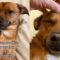 Emotional Farewell: Dog vs Wife | Adorable