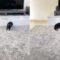 Energetic Bunny Jumping | Adorable Bunny Hops