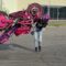 Epic Bike Stunt Goes Hilariously Wrong! Don’t Miss This Wild Ride! | Try Not to Laugh