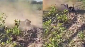Epic-Motorcycle-Faceplant-Watch-This-Riders-Wild-Tumble-Try.jpg