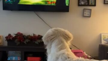 Excited-Doggo-Watching-Favorite-Movie-Adorable-Cutie.jpg