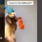 Ferret’s Adorable Dance Moves Win Hearts | Super Cute