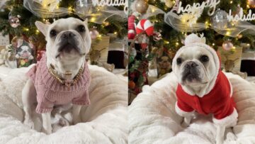 French-Bulldog-in-Santa-Suit-Christmas-Ready-Pup.jpg