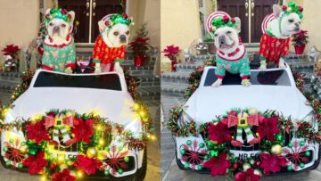 Frenchie-dogs-Jingle-All-the-Way-Adorable-festive-cuteness.jpg