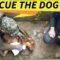 From Alone to Loved: A Stray Dog’s Heartwarming Rescue Journey | Heartsome
