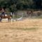 From Horseback Hilarity to Epic Fails: Watch Her Day Go Awry! | Try Not to Laugh!