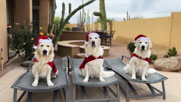 Golden-Retrievers-in-Santa-Costumes-Spread-Holiday-Cheer-Adorable.jpg