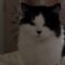 Heartwarming video: Adorable cat calls for ‘Mamma’ | Cute ๐พ