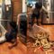 High Stakes, High Heels: Epic Cup Challenge Fails That Will Make You LOL! | Try Not to Laugh