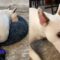 Hilarious Dog Freaks Out at Fart | Super Cute