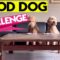 Hilarious Dogs Fail Appetite Test | Super Cute 🐶