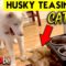 Hilarious Husky Torments Sweet Cat | Super Cute