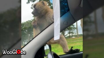 Hilarious-Monkey-Peeing-in-Car-Window-Adorable.jpg