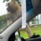 Hilarious Monkey Peeing in Car Window | Adorable