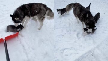Husky-Puppies-Adorably-Assist-Owner-Shoveling-Snow-Super-Cute.jpg