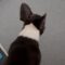 Hysterical dog reacts to popped balloon at cute birthday party | Adorable