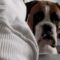 Impatient Boxer pup begs for food as owner playfully teases | Super Cute