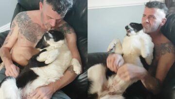 Jealous-Dog-vs-Spoiled-Cat-Cute.jpg