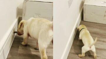 Labradors-adorable-antics-with-door-stopper-Super-Cute.jpg