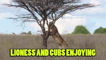 Lioness-Shares-a-Joyful-Sunday-Feast-with-Her-Adorable-Cubs.jpg