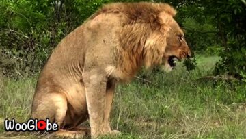 Lions-Unexpected-Moment-of-Care-A-Touching-Story-of-Strength.jpg