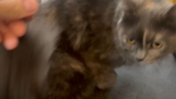 Little-Girls-Priceless-Reaction-to-Cats-Fart-Will-Make-You.jpg