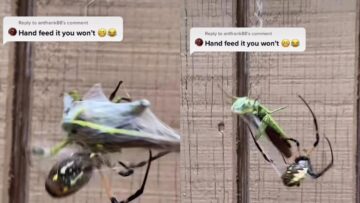 Man-Shares-a-Special-Meal-with-His-Banana-Spider-A.jpg