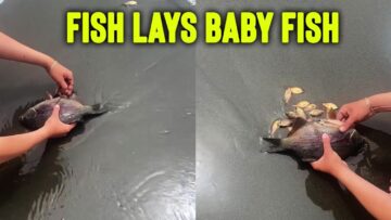 Miraculous-Journey-Tiny-Fish-Babies-Find-New-Life-in-Unlikely.jpg