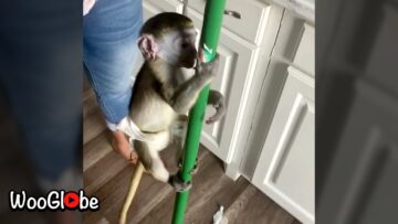 Monkeys-adorable-broom-antics-Cute.jpg