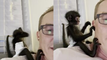 Nosy-Neighbor-Spider-Monkey-Watch-Adorable-Little-Monkey-in-Action.jpg
